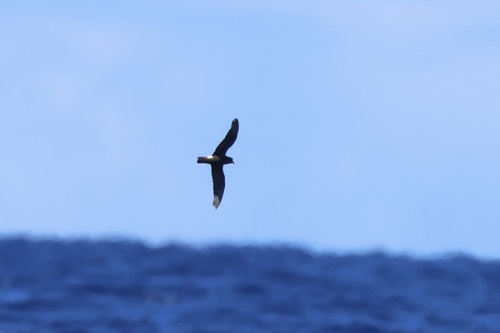 Paíño de Madeira (Hydrobates castro)
