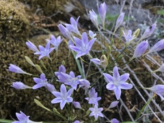 Triteleia bridgesii