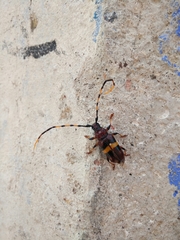 Trachyderes elegans