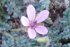 Erodium cicutarium dunense