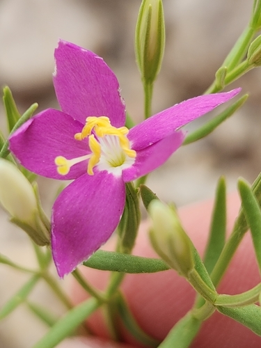 Image of Zeltnera calycosa by (c) Jo Roberts, some rights reserved (CC BY)