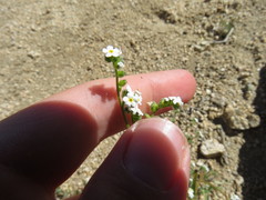 Cryptantha utahensis