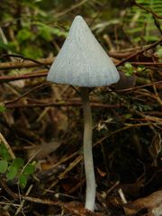 Entoloma canoconicum