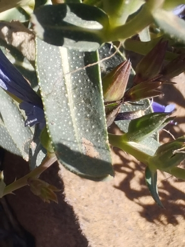 Image of Echium thyrsiflorum by no rights reserved