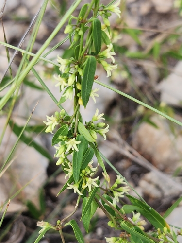 Image of Metastelma palmeri by (c) Jo Roberts, some rights reserved (CC BY)