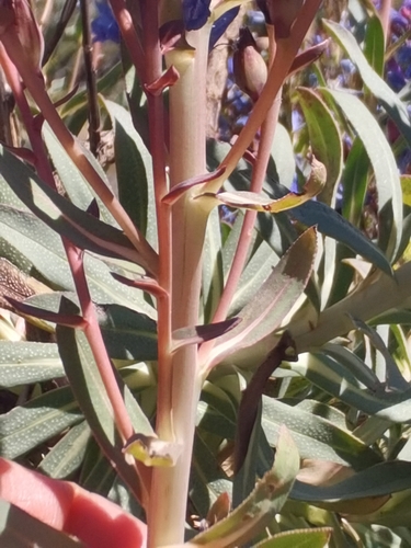 Image of Echium thyrsiflorum by no rights reserved