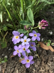 Leptosiphon androsaceus