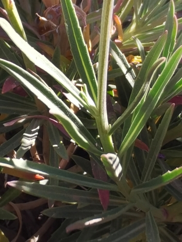 Image of Erysimum Scoparium (Erysimum scoparium) by no rights reserved