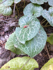 Asarum hartwegii