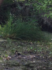Carex decomposita