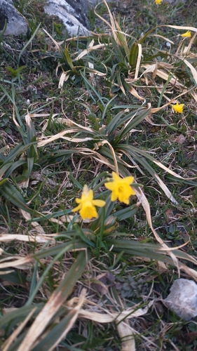 Image of Narcissus minor by (c) Gijs Romijn, some rights reserved (CC BY)