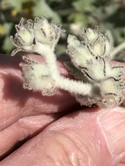 Malacothamnus fremontii