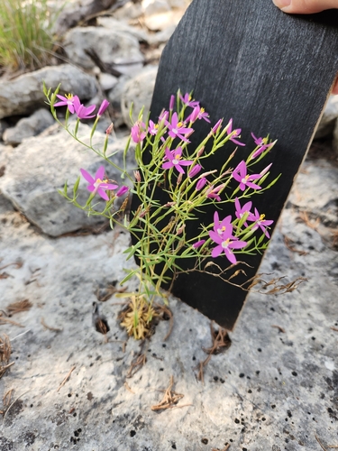 Image of Zeltnera calycosa by (c) Jo Roberts, some rights reserved (CC BY)