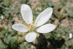 Erodium cicutarium dunense