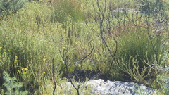 Hypodiscus aristatus