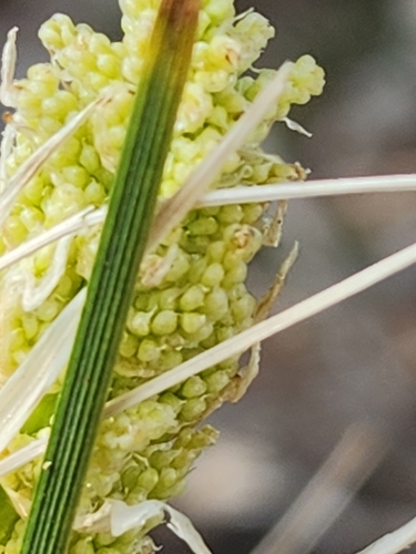 Image of Nolina lindheimeriana by (c) Jo Roberts, some rights reserved (CC BY)