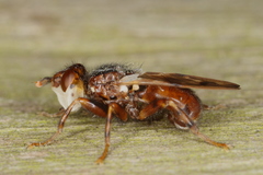 Myopa buccata