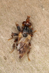 Myopa buccata
