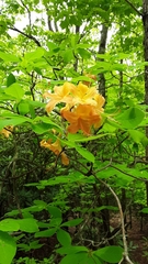 Rhododendron calendulaceum