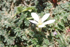 Erodium cicutarium dunense
