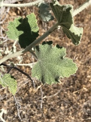 Malacothamnus fremontii