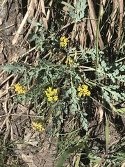 Lomatium foeniculaceum