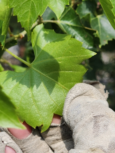 Image of Vitis monticola by (c) Jo Roberts, some rights reserved (CC BY)