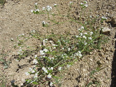 Cryptantha utahensis