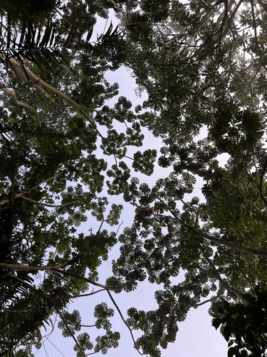 African corkwood tree