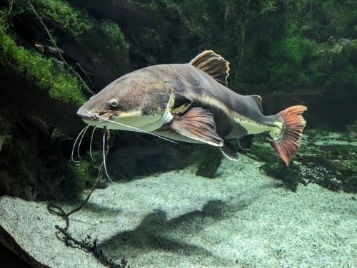 Red Tail Catfish