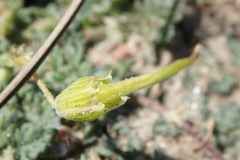 Erodium cicutarium dunense