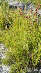 Hypodiscus aristatus