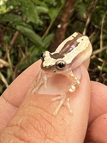 Brown Banana Frog