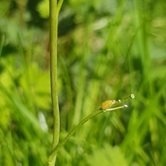 Anthocharis cardamines
