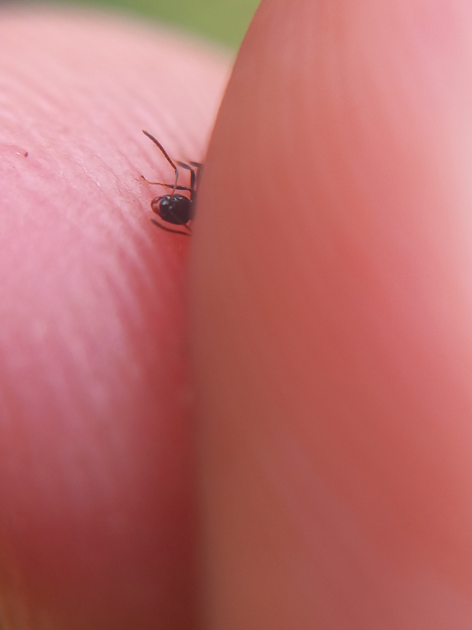 Lepisiota lunaris