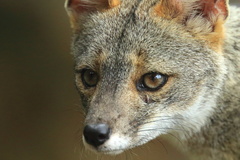 Lycalopex sechurae