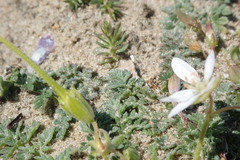 Erodium cicutarium dunense