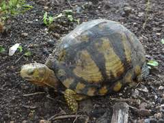 Terrapene carolina yucatana