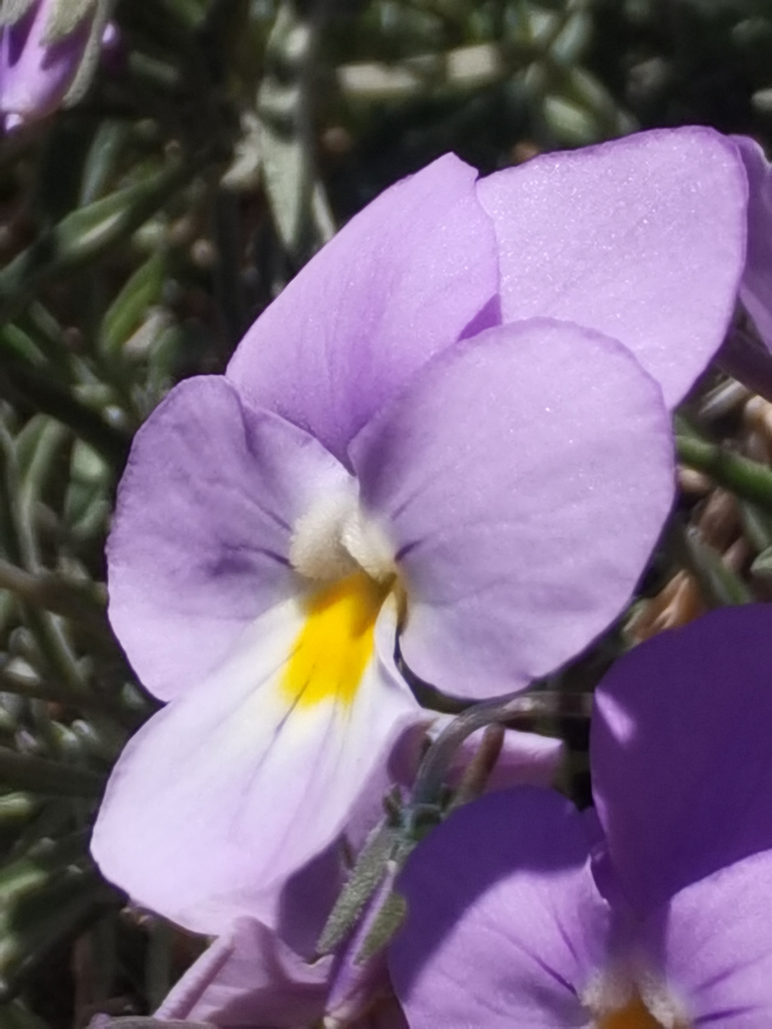 Viola palmensis