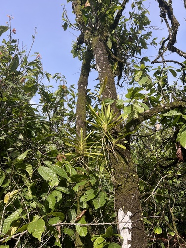 Plectrelminthus caudatus