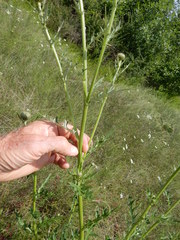 Cirsium engelmannii