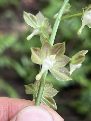 Eulophia gracilis