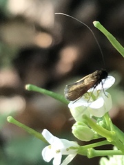 Cauchas rufimitrella