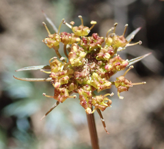 Lomatium multifidum