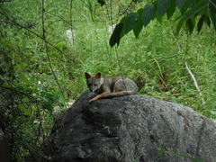 Lycalopex sechurae