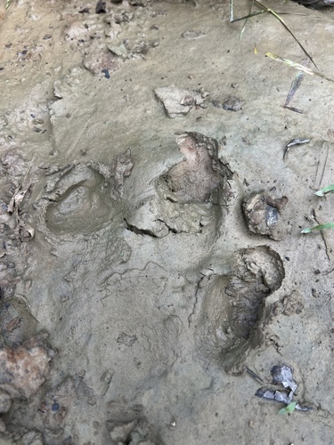 Pygmy Hippopotamus