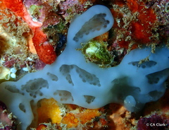 Aplidium crateriferum