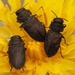 Anthaxia quadripunctata - Photo (c) Jakob Fahr, some rights reserved (CC BY-NC), uploaded by Jakob Fahr