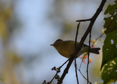 Vireo leucophrys