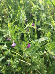 Vicia sativa